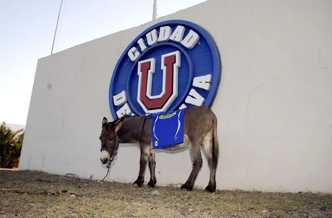 El burro Luis Miguel en la Ciudad Azul. Foto: La Tercera.
