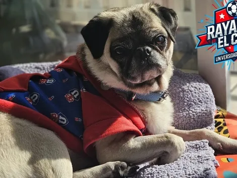 "Simona la Pug" impacta con predicción de la U vs Lanús