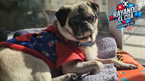 Simona La Pug acabará con el mito del Pulpo Paul.