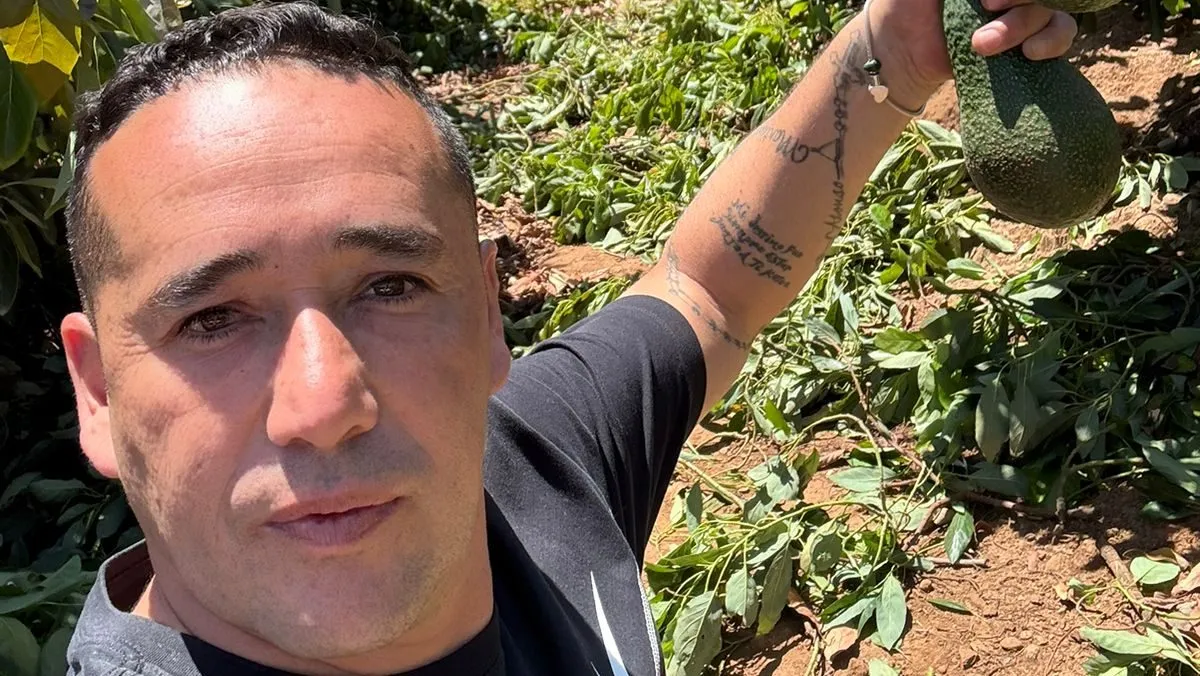 Jaime Bravo en pleno trabajo. Dice que vende 50 mil a 60 mil kilos de palta semanales.